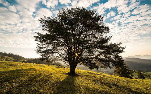 Et træ i sol opgang