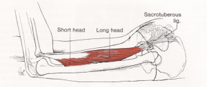 Laterale hamstring