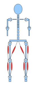 Tegning af knogler og muskler Kompensationer- udsnit krop