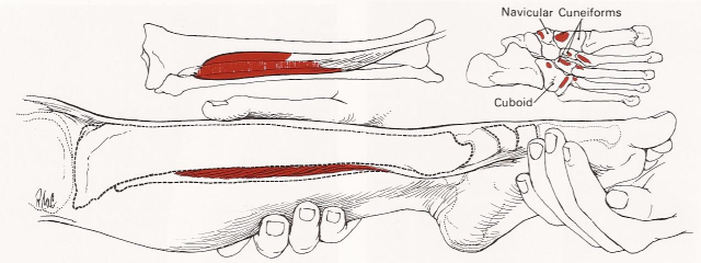 Tribialis posterior