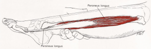 peronerus longus