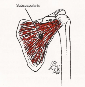 sub scapularis-c
